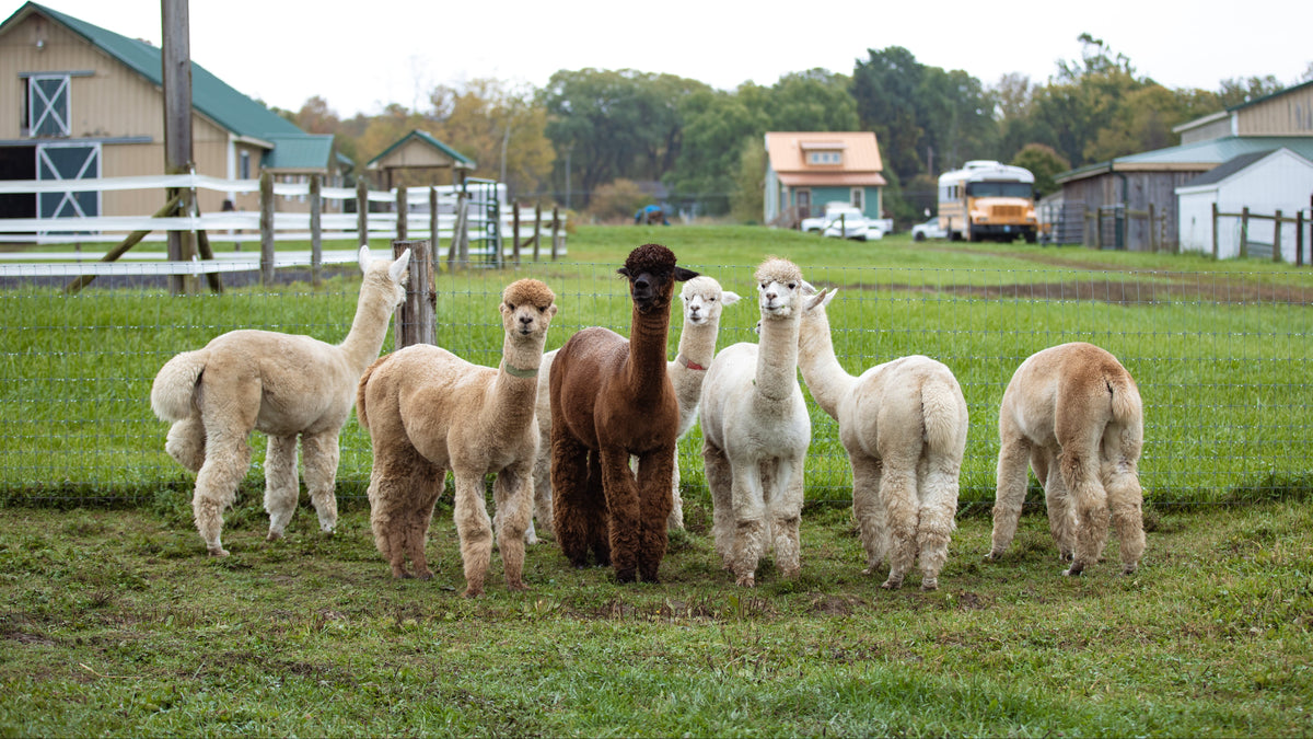 The alpaca herd at Elle Pea Acres in Groton, New York