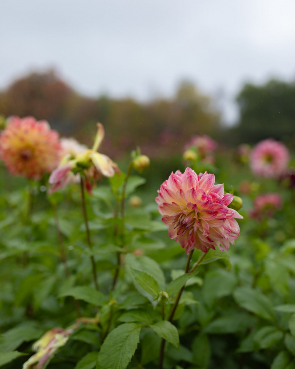 Seasonal flowers