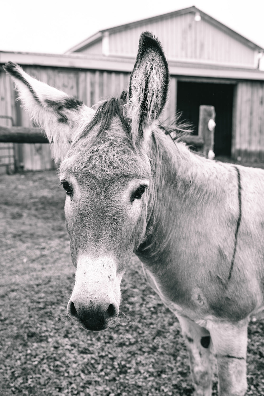 A quiet moment by the barn