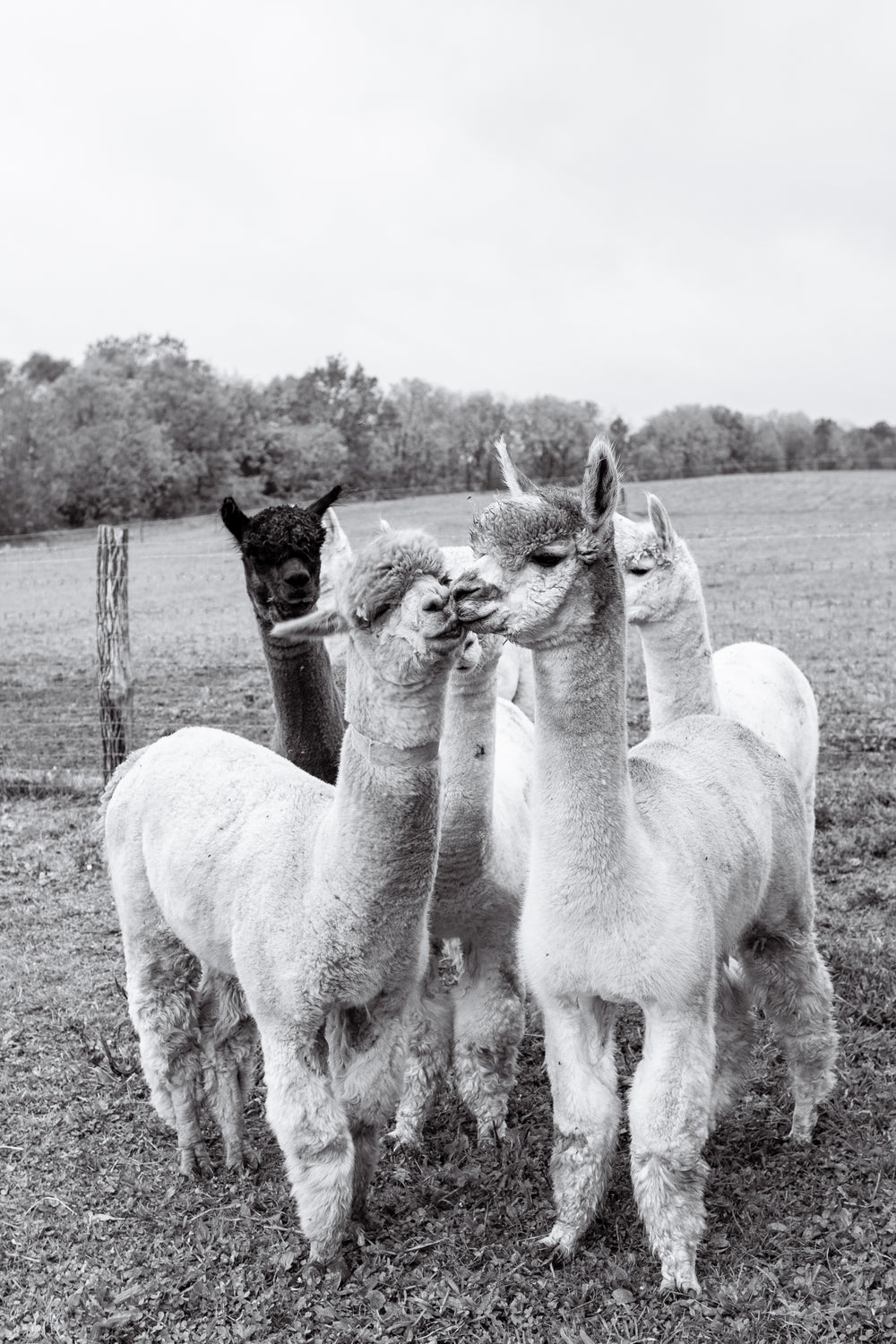 The herd, in black and white