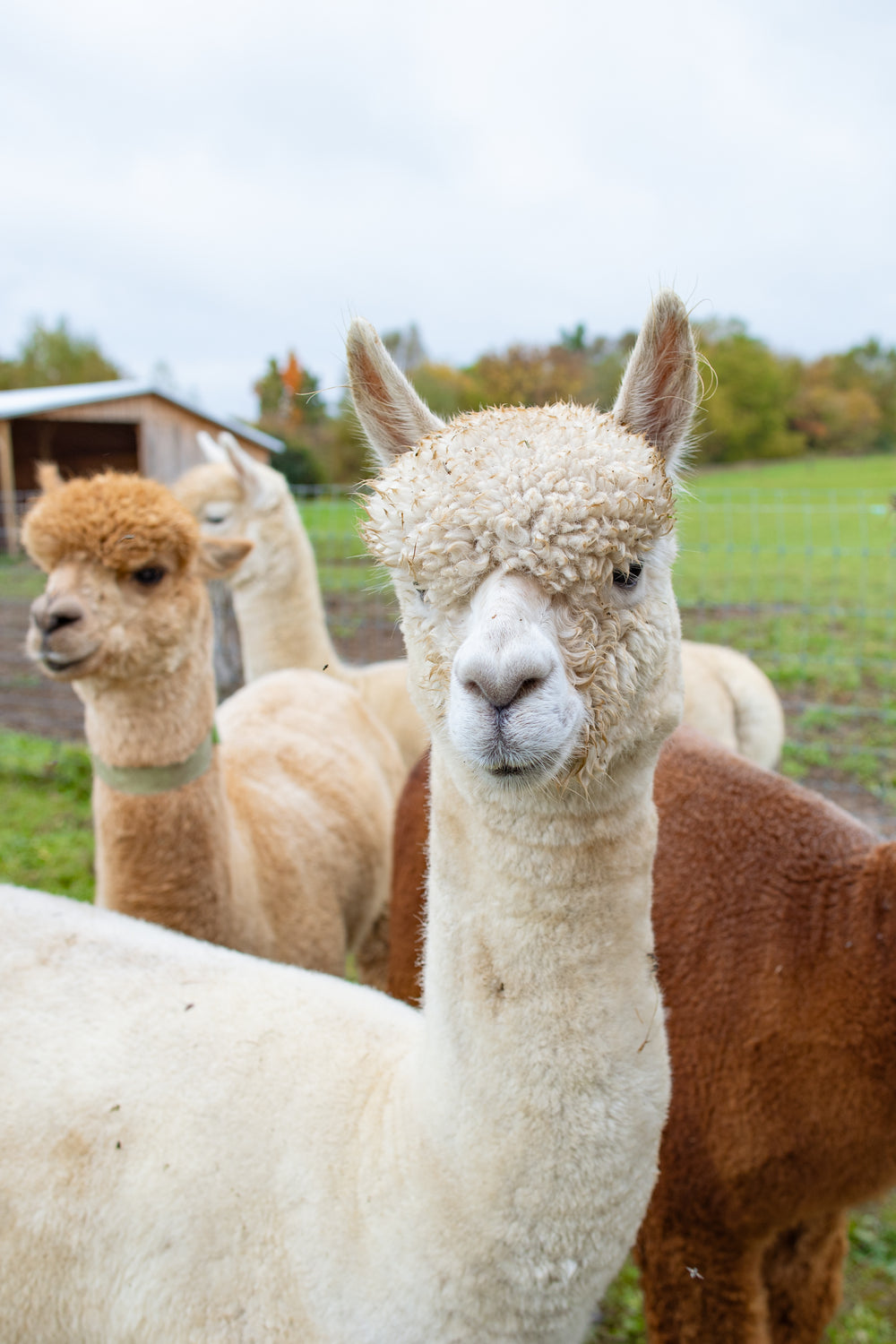 A closer look at the alpacas