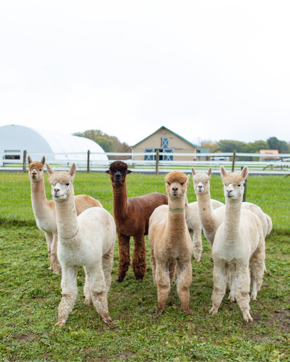 Meet the herd