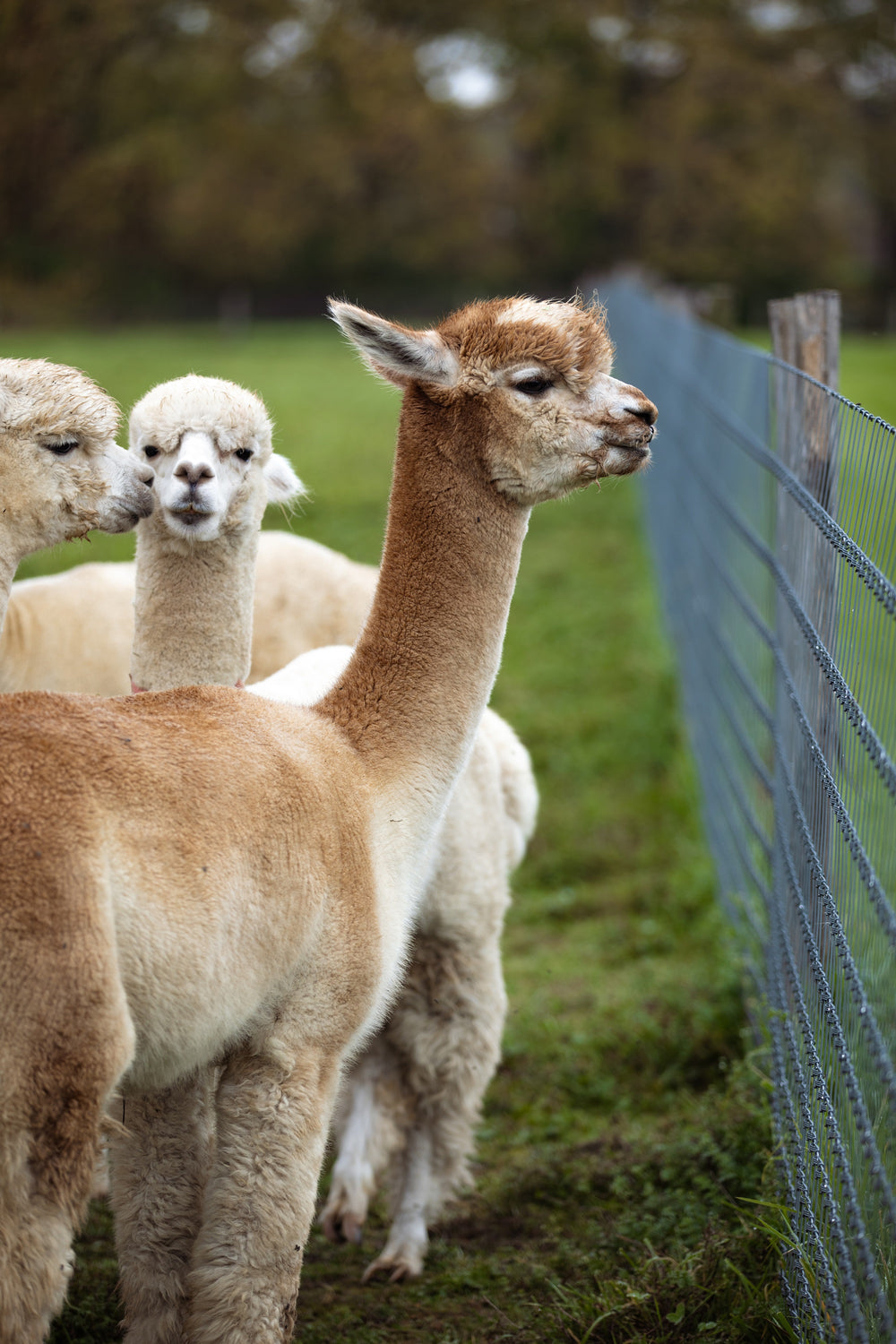 Curious faces at the fence