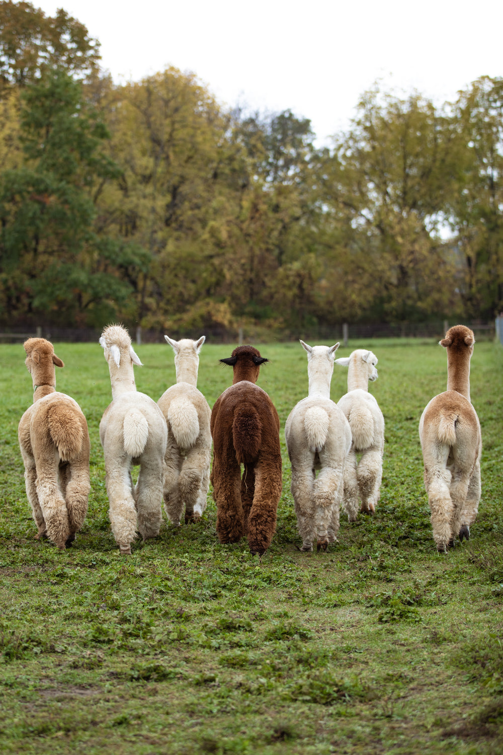Together in the pasture